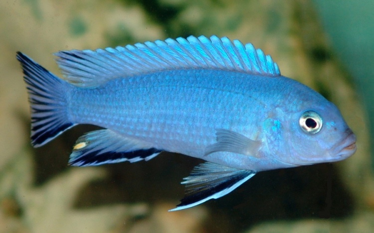 Chindongo socolofi 'Tumbi Point'